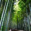 Stairway through bamboo
