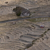 枯田