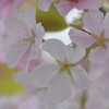 なんという桜でしょう　1