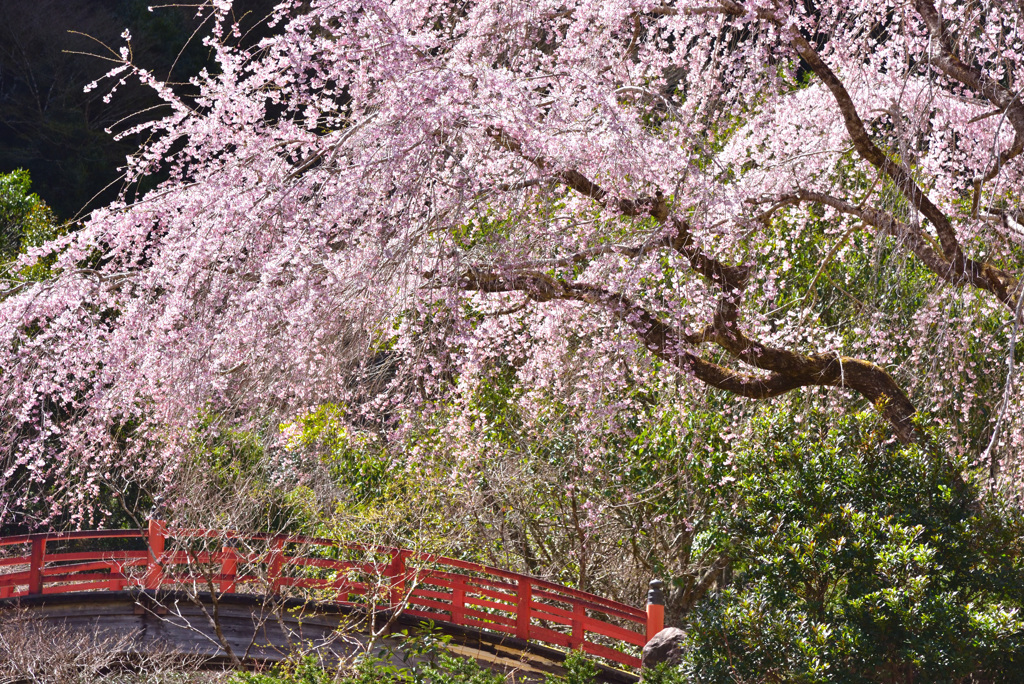 忠五郎桜