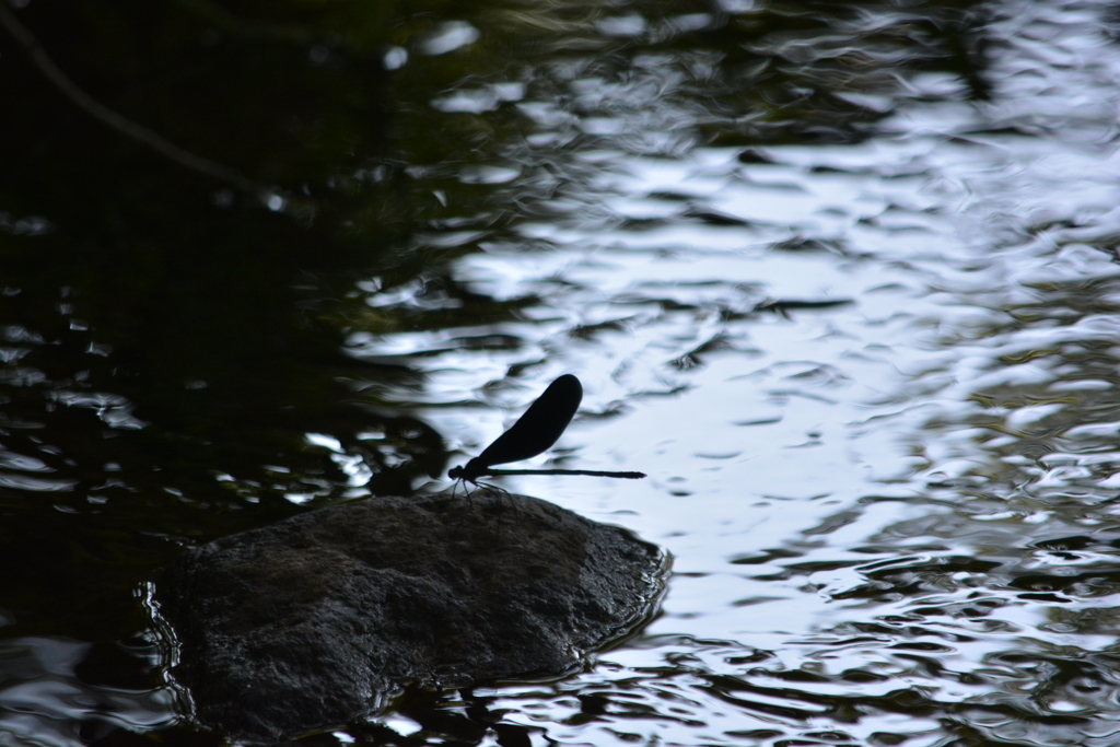 夏のシルエット　3