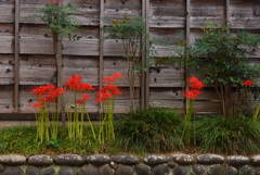 路傍の花