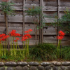 路傍の花