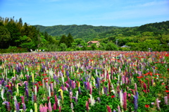 この広い野原いっぱい
