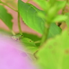 ま、迷ったであります。。。