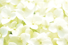 おしゃべり好きな花