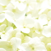 おしゃべり好きな花