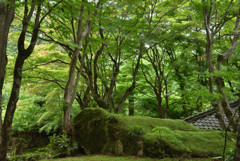 一面の緑