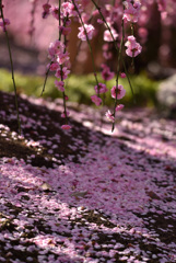 散りぬとも香をだに残せ梅の花恋しき時の思ひ出にせむ