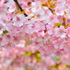 お花見メレンゲ