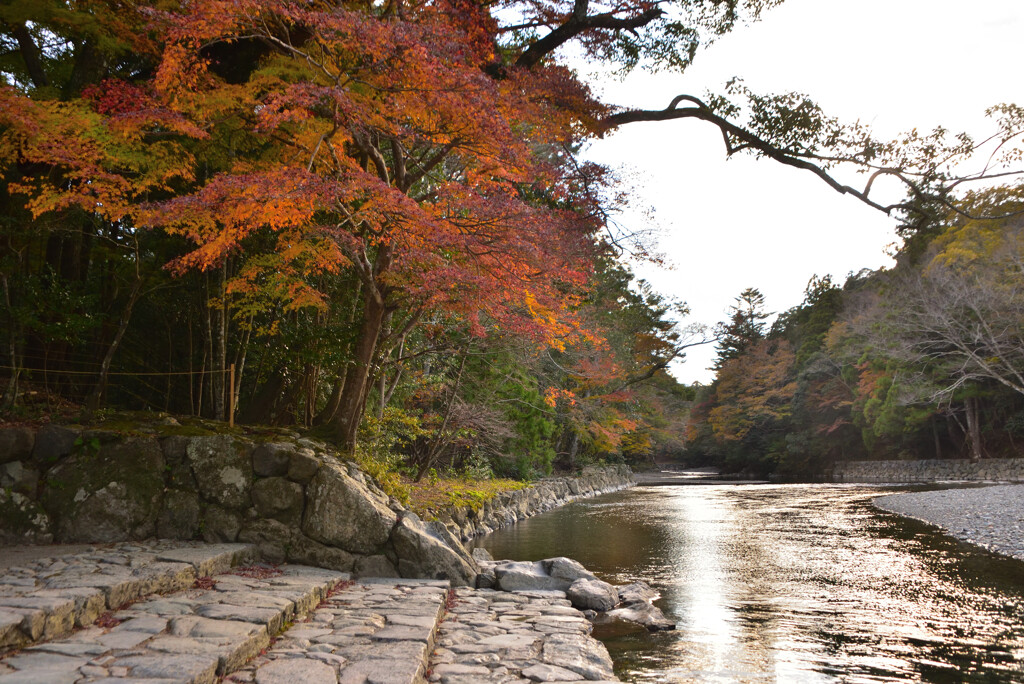 伊勢神宮の紅葉