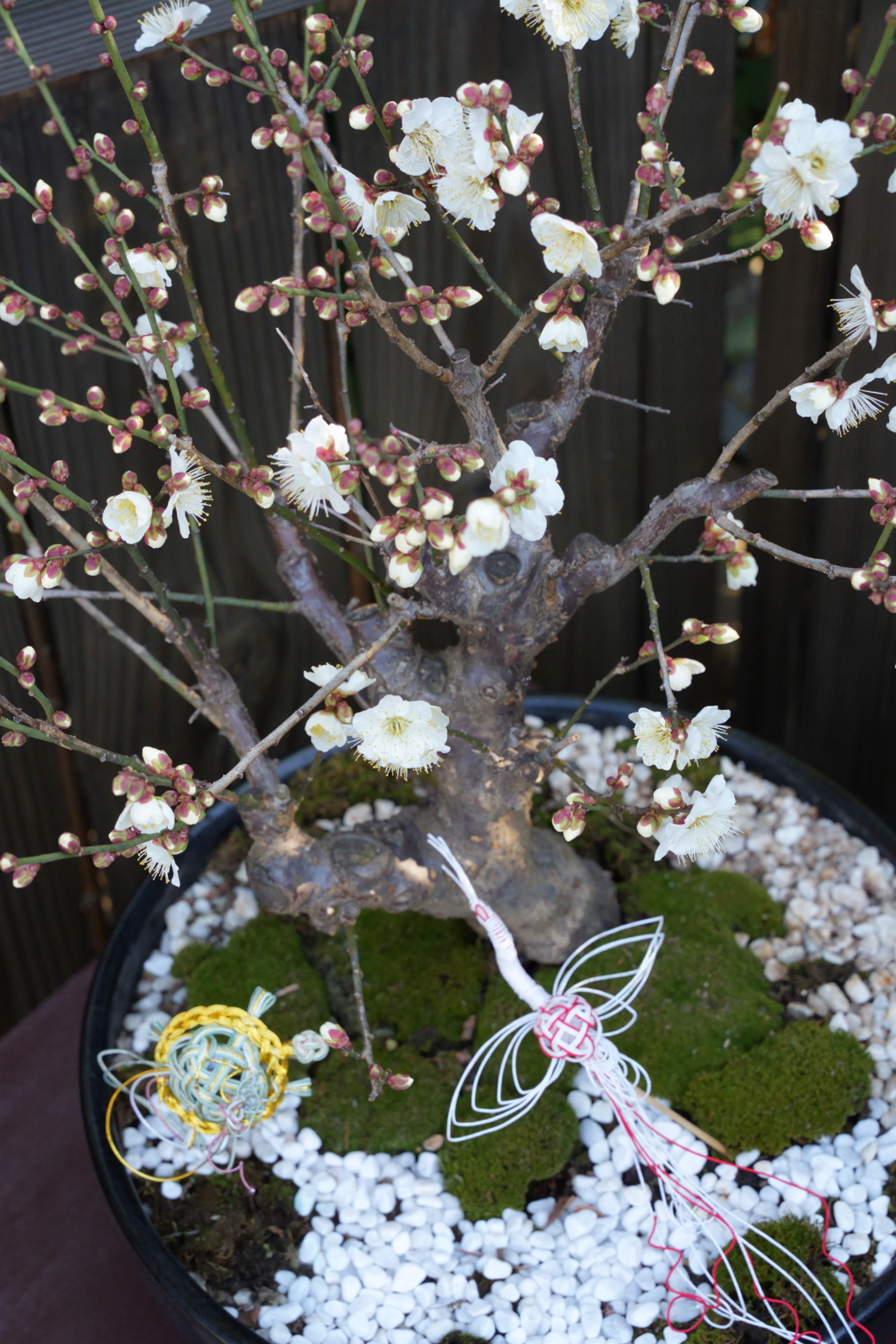 盆梅の　根元に遊ぶ　鶴と亀