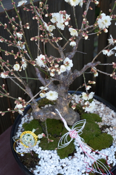 盆梅の　根元に遊ぶ　鶴と亀