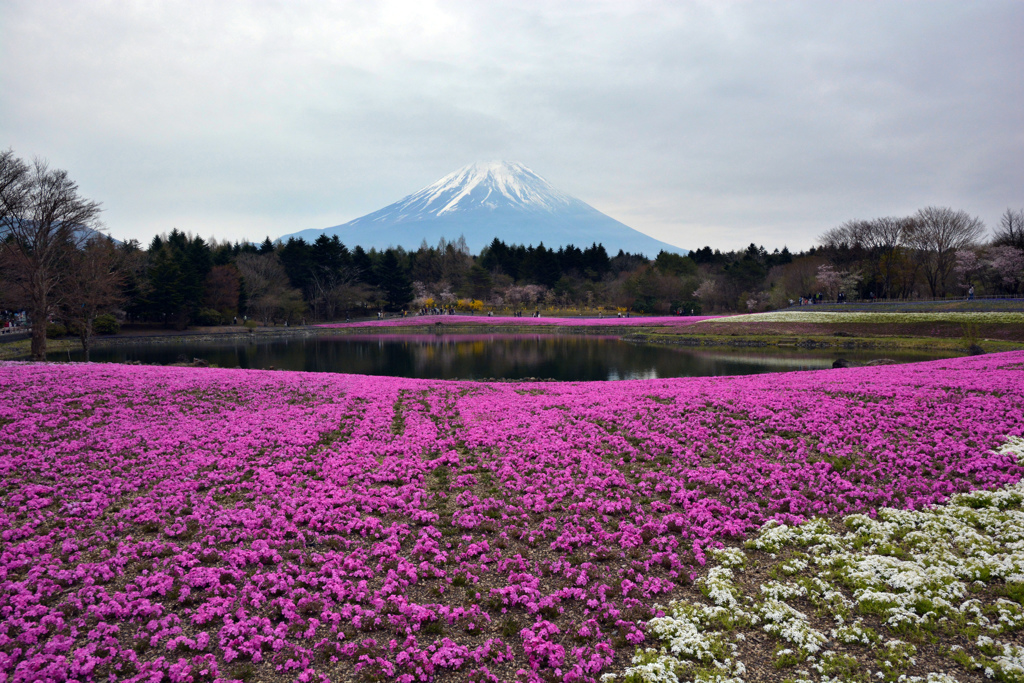 富士芝桜まつり