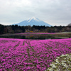 富士芝桜まつり