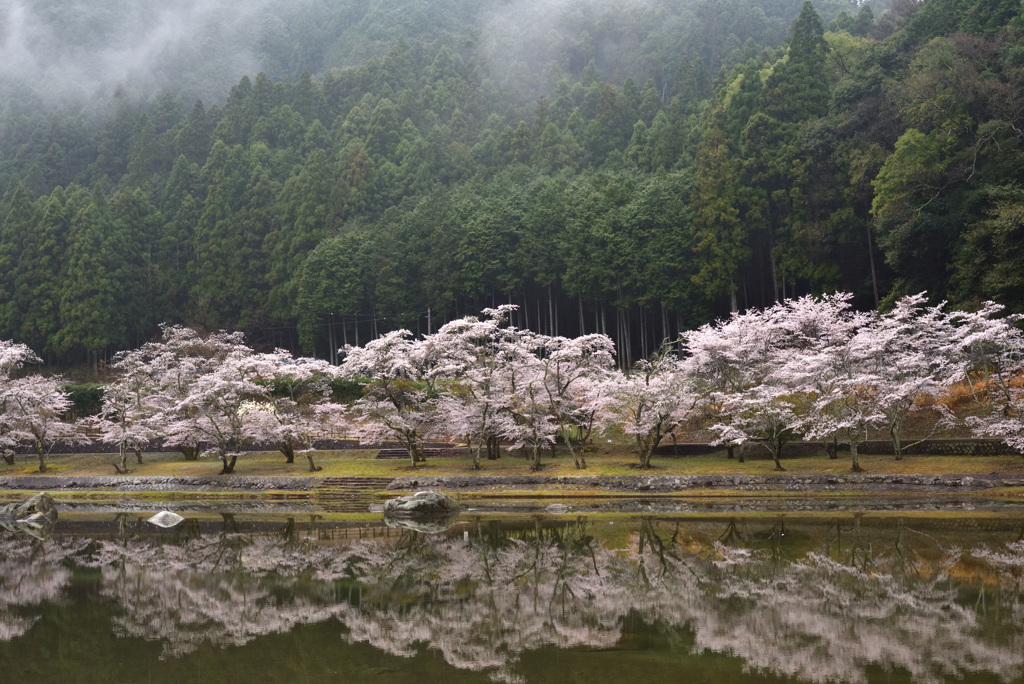 去年の桜