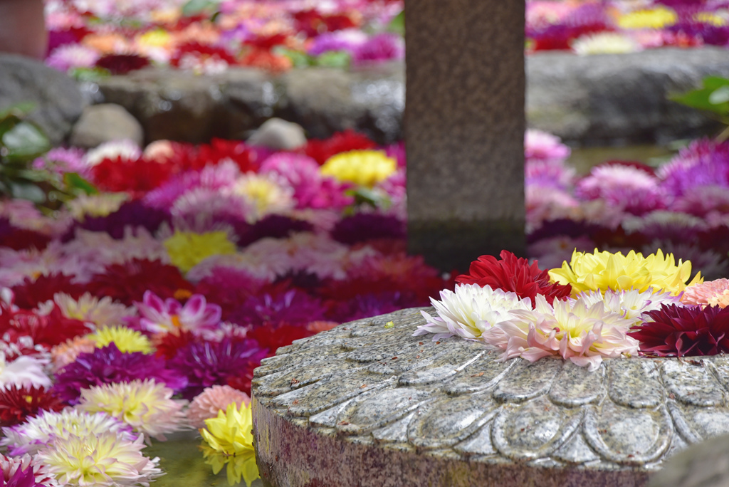 花の池