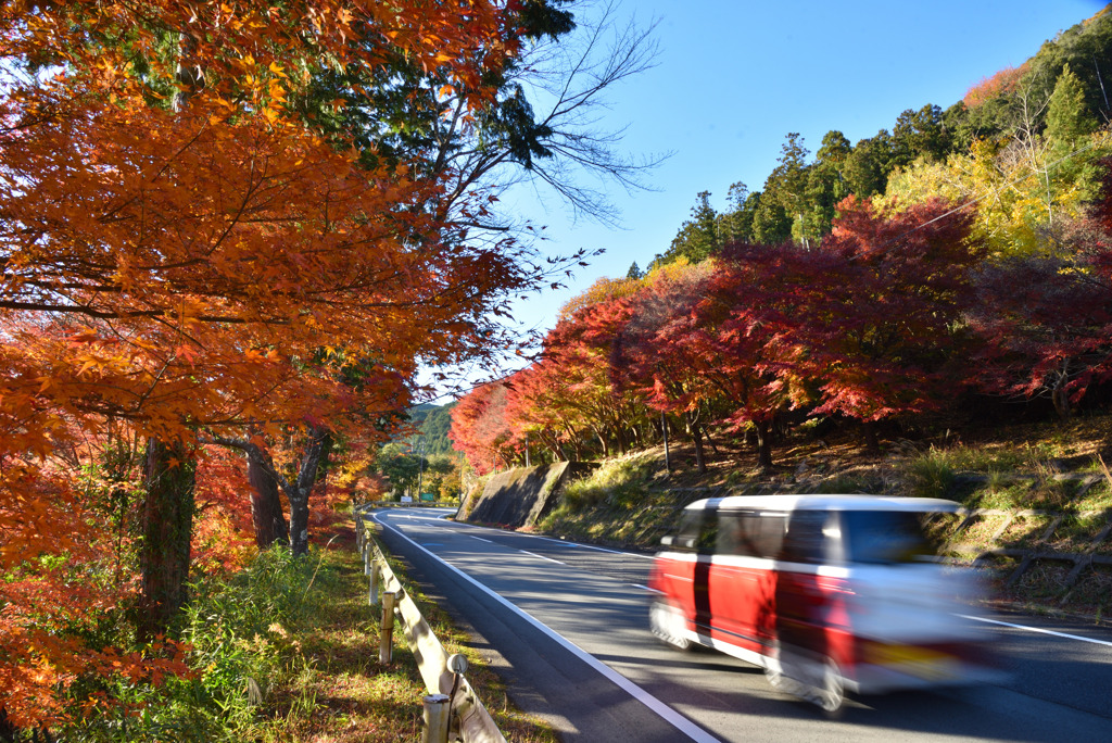 秋を駆け抜けろ！