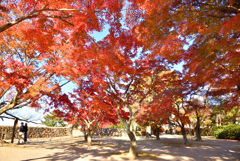松坂城の紅葉