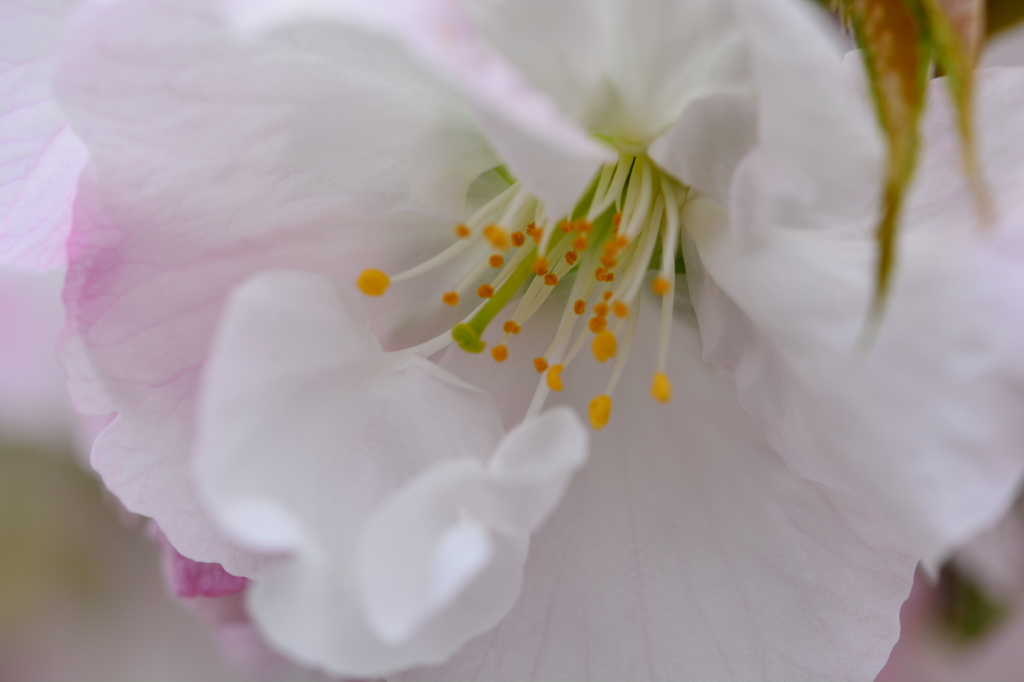 横輪桜の特徴　2