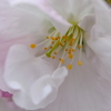 横輪桜の特徴　2