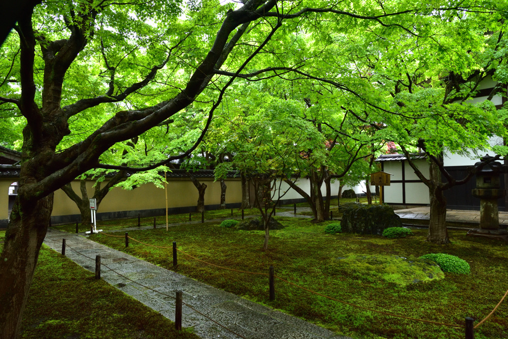 新緑の雲
