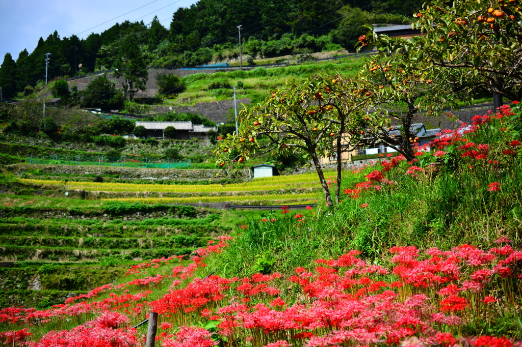 郷の秋