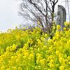 お地蔵様も春が好き