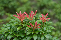 新芽