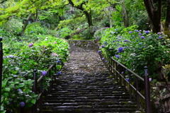 雨に濡れる