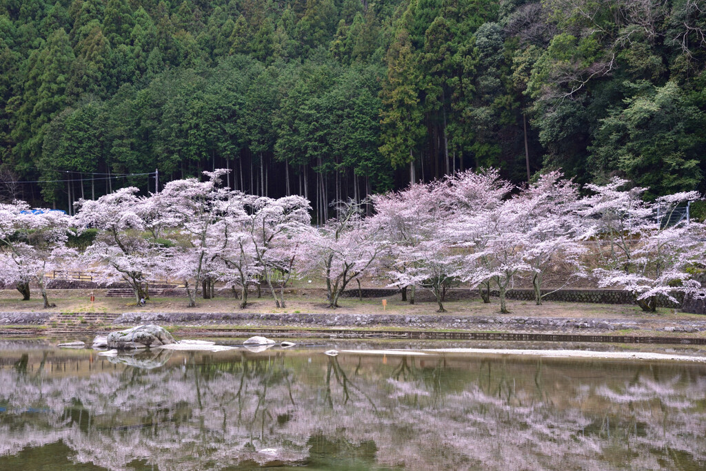 対岸の花