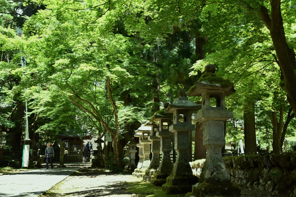 緑の参道