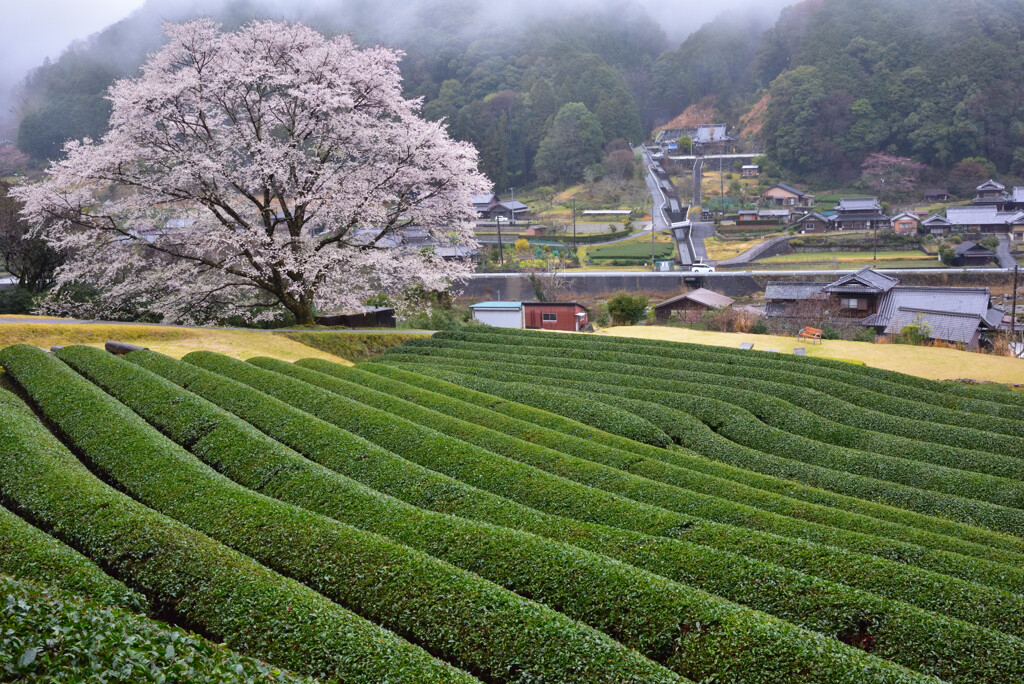 山里の春　満開