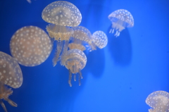 浮遊する
