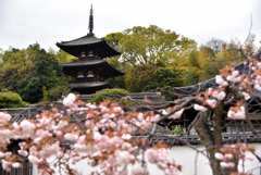 百塔巡拝　當麻寺　東塔