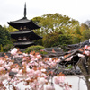 百塔巡拝　當麻寺　東塔