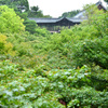 青もみじの通天橋