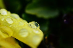 雨にぬれても