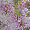 なんという桜でしょう　3