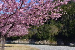 春のうららの