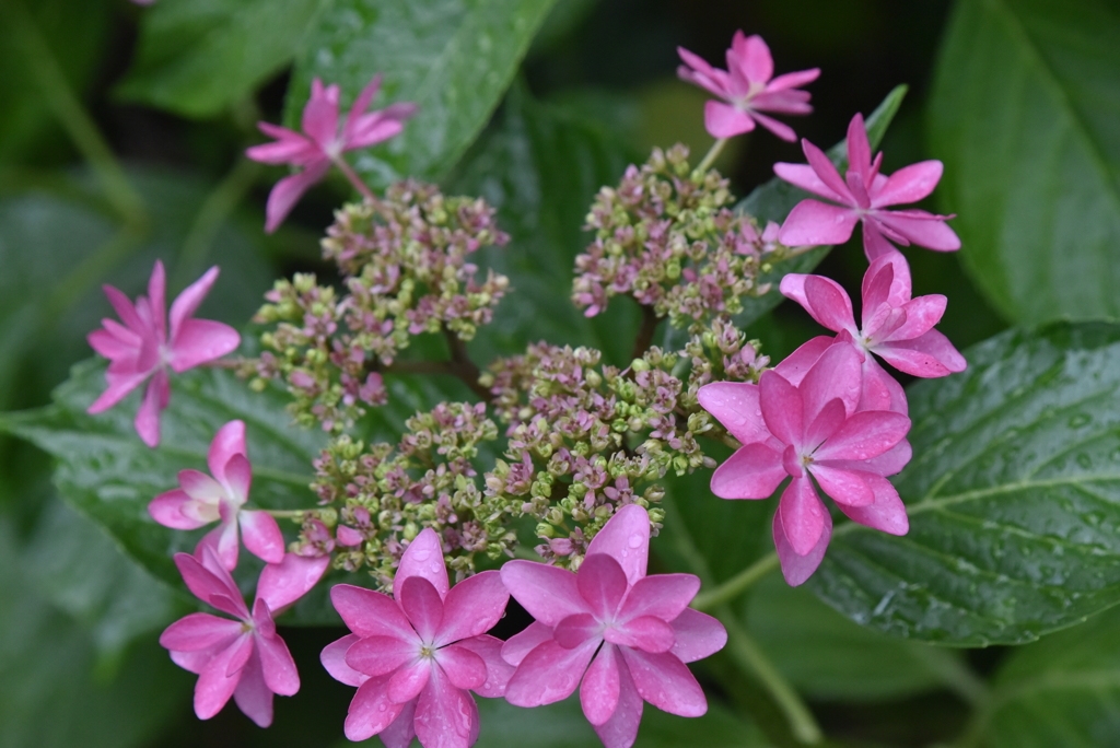 ハートの額紫陽花