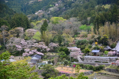 桜の里