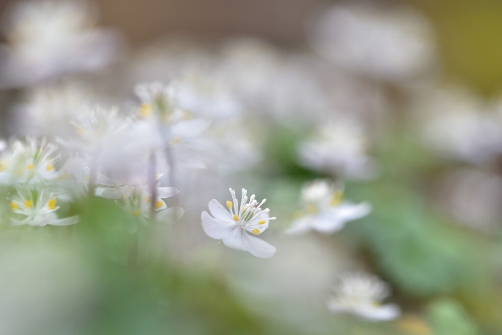 白い花の咲く頃