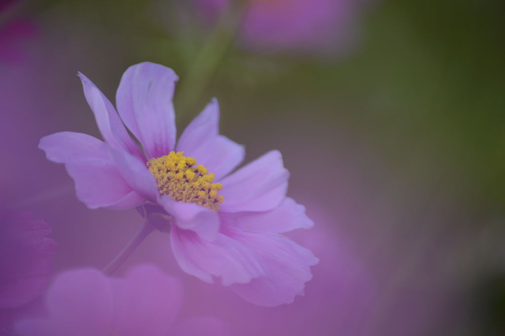 晩秋桜　1