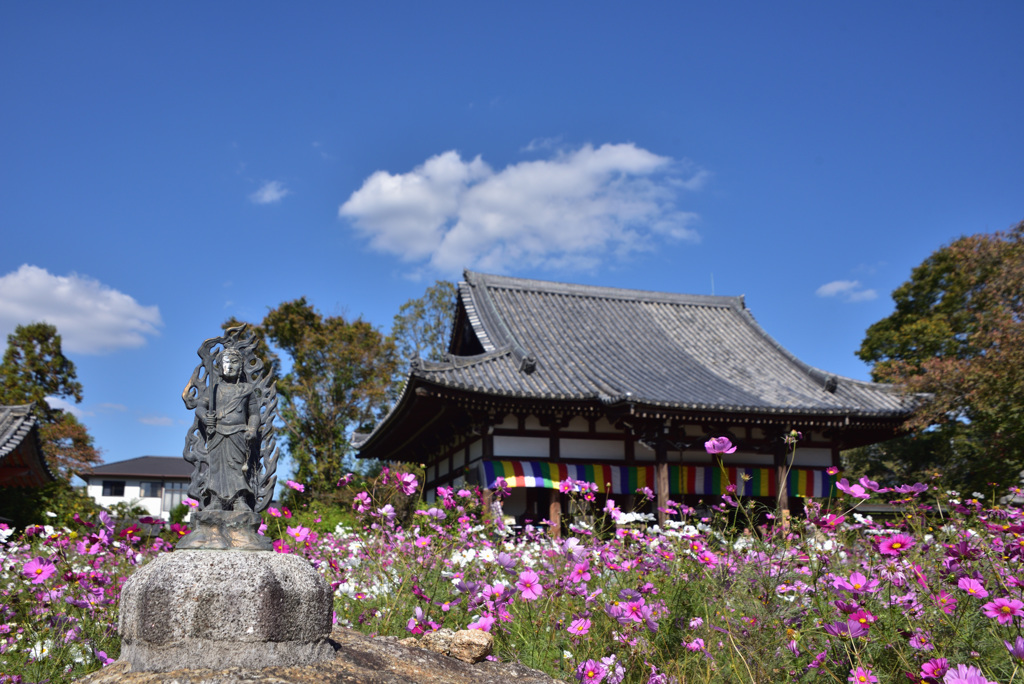 コスモス咲く寺