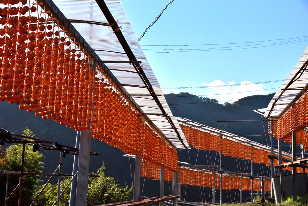 柿は続くよどこまでも