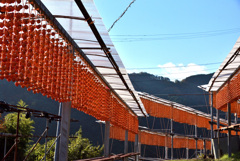 柿は続くよどこまでも