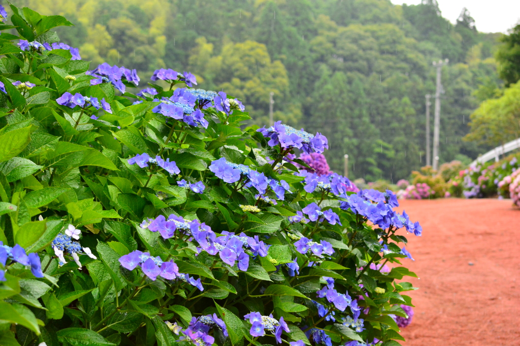 紫陽花は雨が似合う