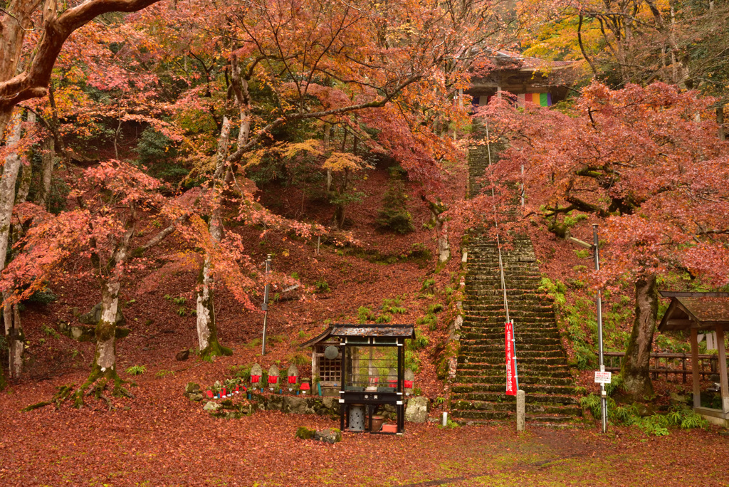 金剛院の散紅葉