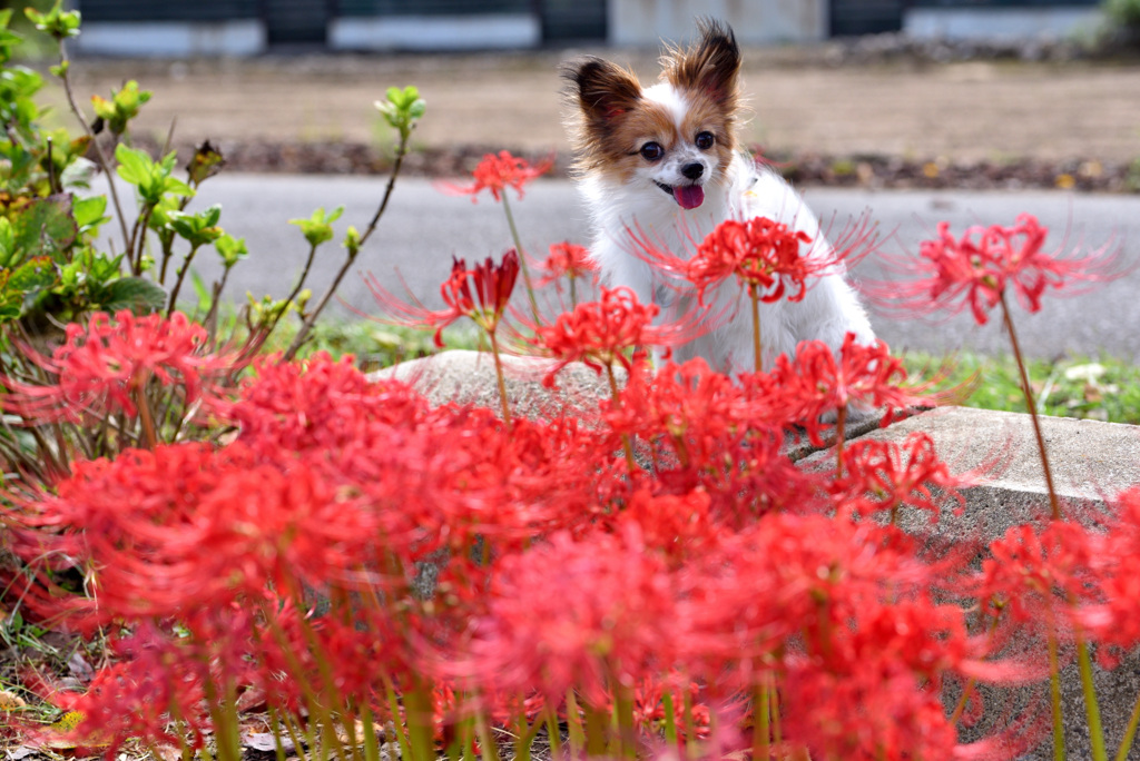 花わんこ